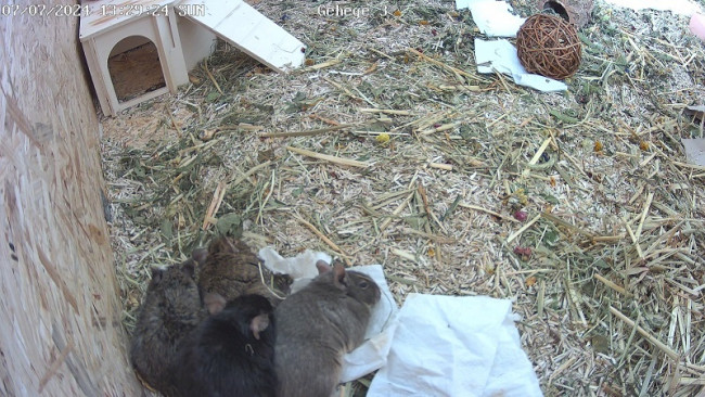 Gehege 3 7.7.2024, 13-29-24.jpg (232.75 KiB) 5153 mal betrachtet Gehege 3 7.7.2024, 13-29-24.jpg