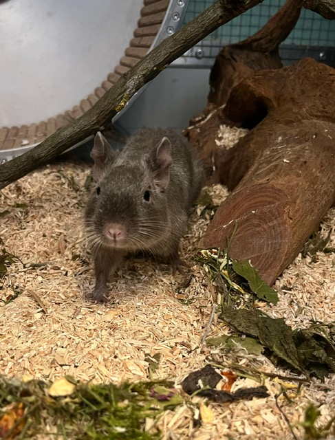 Brownie1.JPG