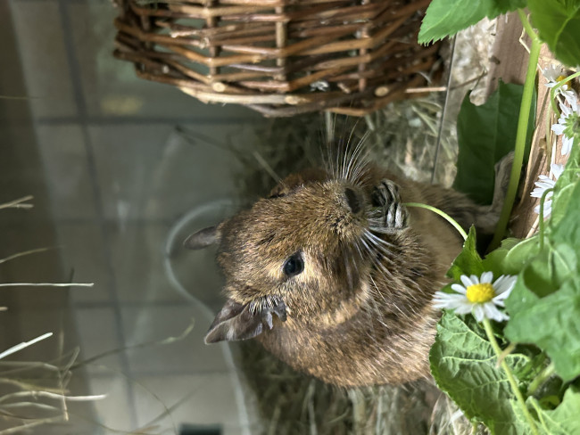 IMG_1475.jpeg (1.9 MiB) 1725 mal betrachtet Keine Ahnung warum die Bilder gedreht angezeigt werden.