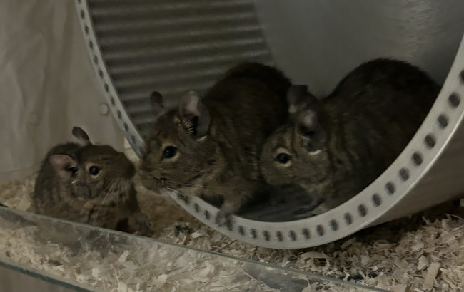 IMG_1603.jpeg (702.86 KiB) 740 mal betrachtet Hier noch ein Foto von den Süßen