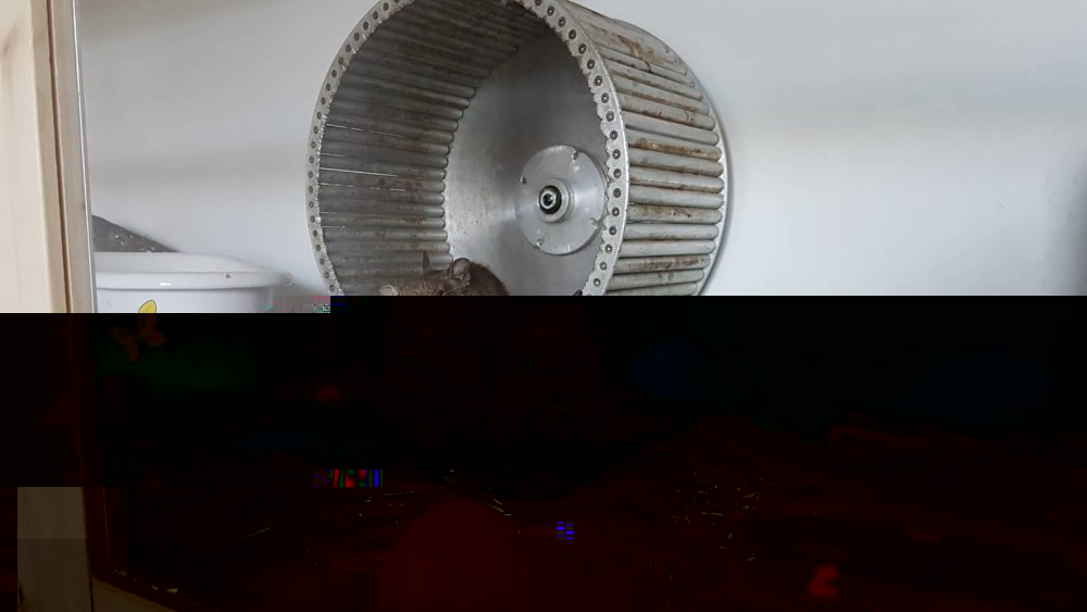 64566130_545541389315432_1905950978083913728_n.jpg
