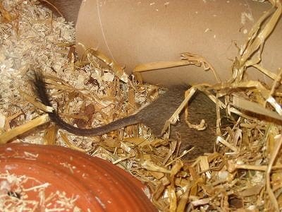 buddeldegu01.jpg