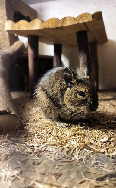 Fred beim Snacken von Sonnenblumenkernen