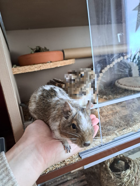 Wanda