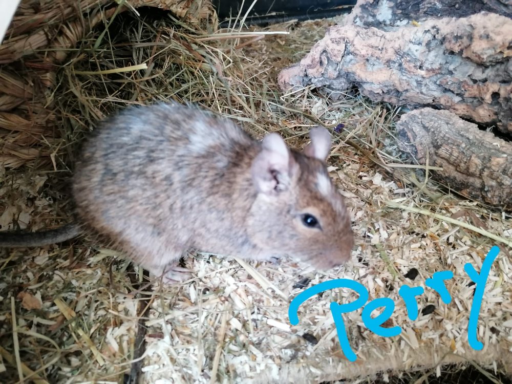 2020-04-20 Degu Perry.jpeg