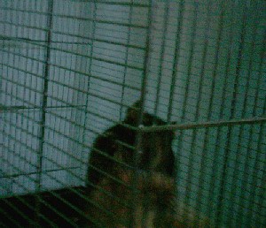 sam ist ein star!.jpg