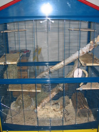 Degus 009.jpg