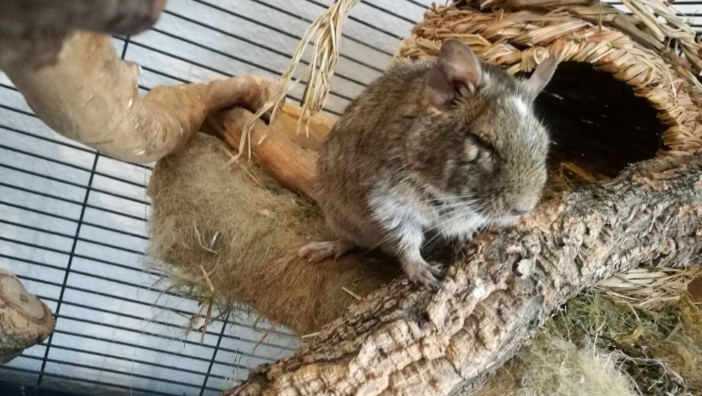 2017-12-29_Degu Perry-2.jpeg