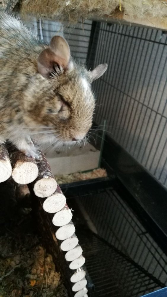2017-12-29_Degu Perry.jpeg