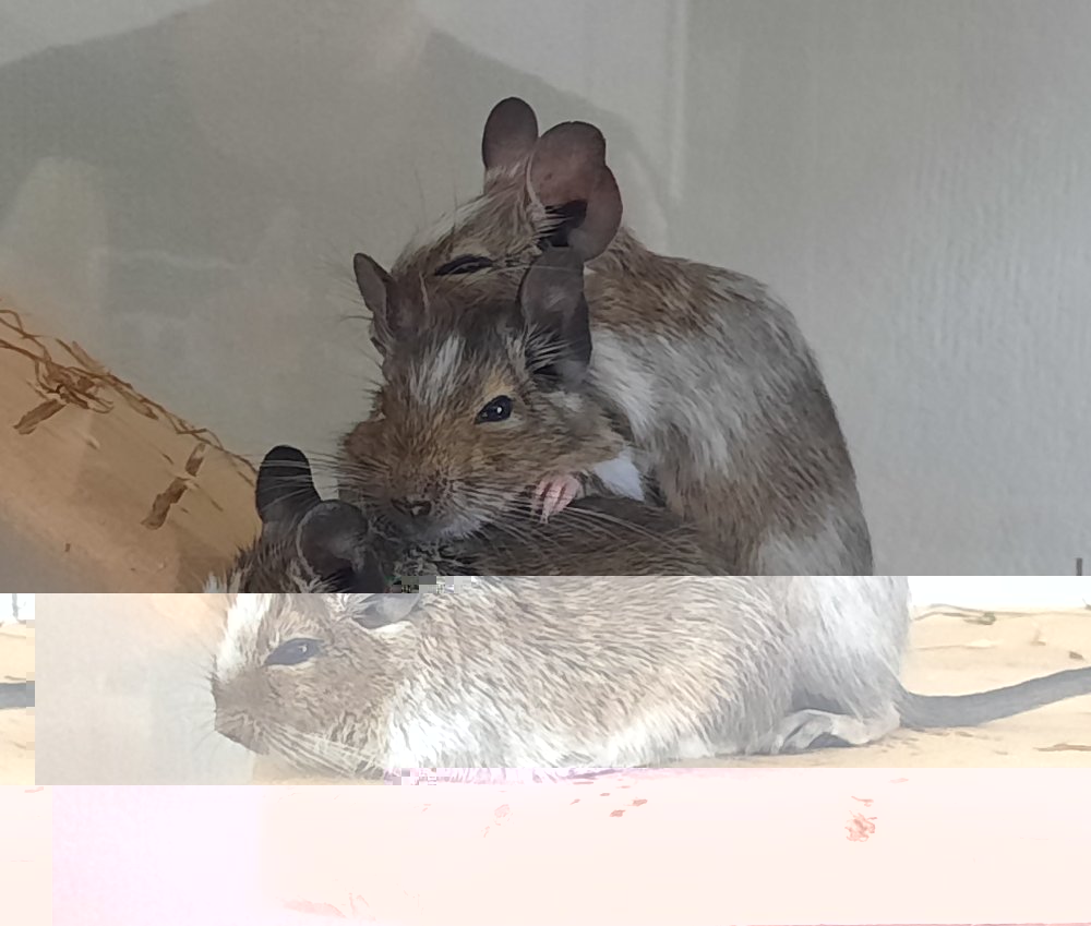 Degus kuscheln.jpg