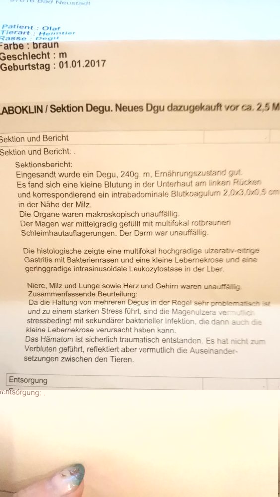 Obduktionsbericht