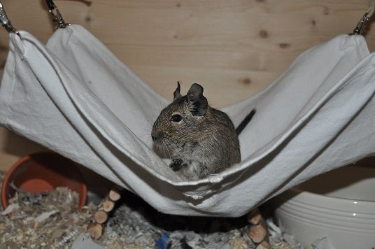 DSC_0042.JPG