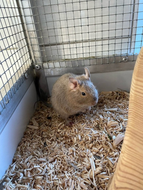 Elfie.jpg (233.44 KiB) 5862 mal betrachtet Elfie