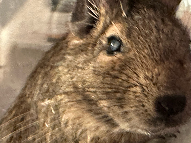 degu2.jpg