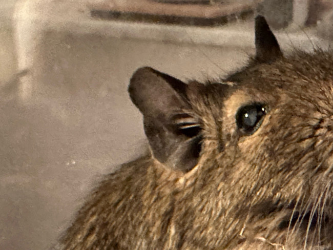 degu1.jpg